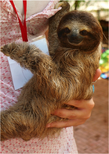 Nature Travel: Wildlife rehabilitation of orphaned sloth in Costa Rica
