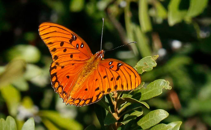 Butterflies in nature: Gulf Fritillary on shrub