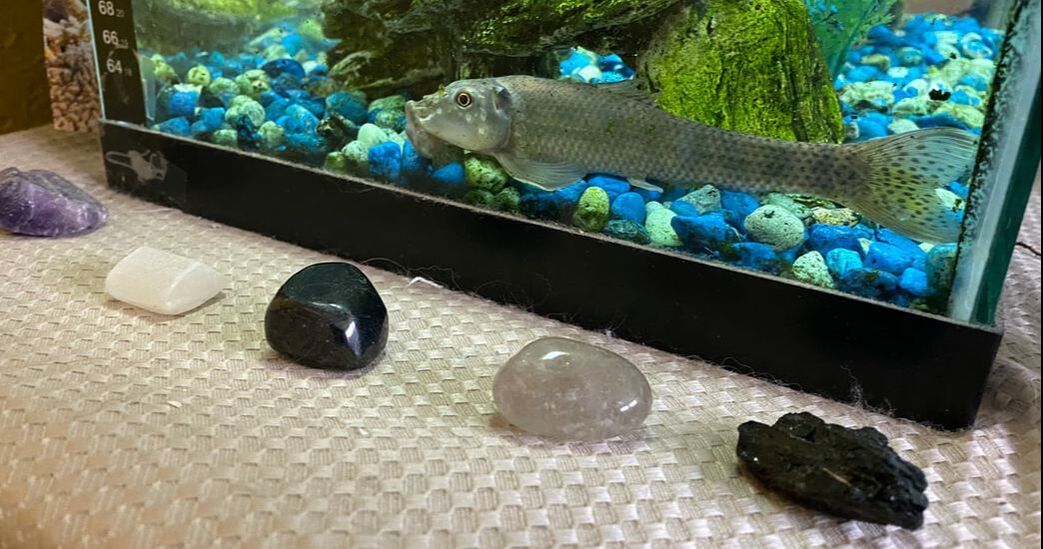 Slurpy, the fish who loved crystals