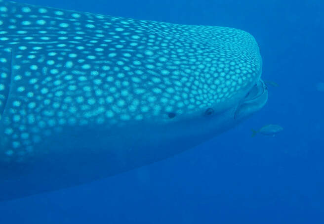 Nature Travel: A thrilling moment when a Whale Shark chooses to allow your presence - Exmouth, WA