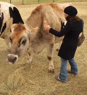 Nature Travel: Visiting a beautiful rescued cow at Farm Sanctuary