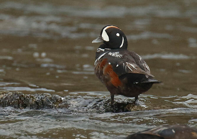 Nature Travel: Harlequin Duck at Cannon Beach, OR