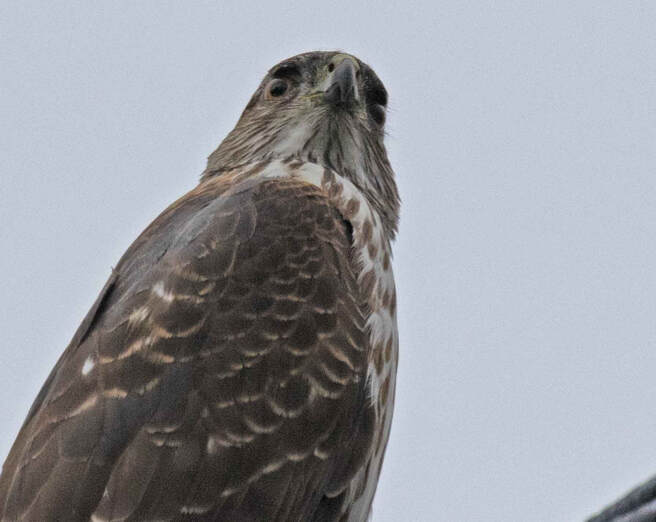 Sharp-shinned Hawk - example of a healing resource with a message