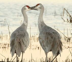 Nature Travel: A winter treat - a pair of Sandhill Cranes at sunrise