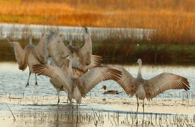 Nature Travel: A winter treat - a flock of Sandhill Cranes 