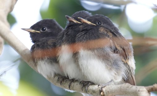 Nature Travel and birding: Newly fledged Black Phoebes share tree limb