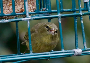 Birding in nature: Orange-crowned Warbler eats mealworm suet