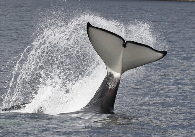 Nature Travel: Transient orca from T137 pod doing tail slap