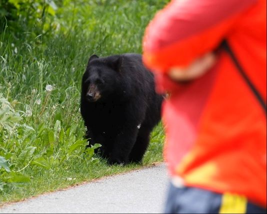 Nature Travel: Black bear enjoys dandelion field in Whistler, BC, Canada