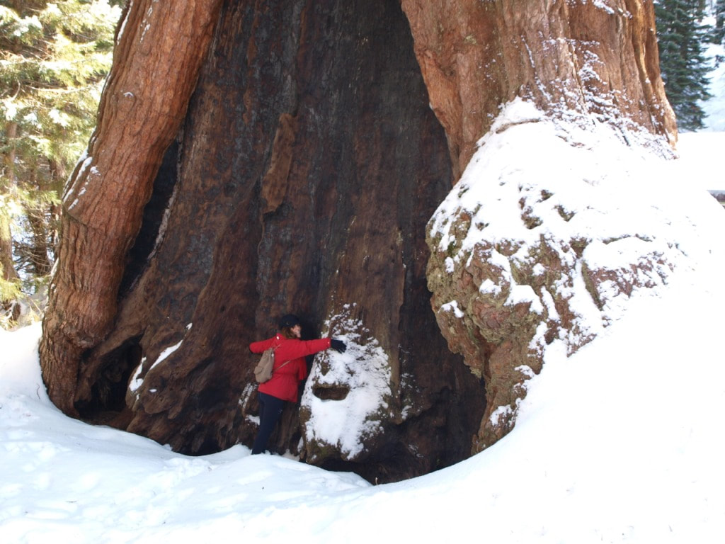 Hugging one of the biggest trees in the world - Kings Canyon/Sequoia National Park