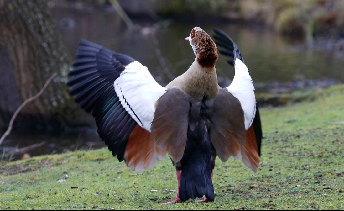 The comical antics of an Egyptian Goose