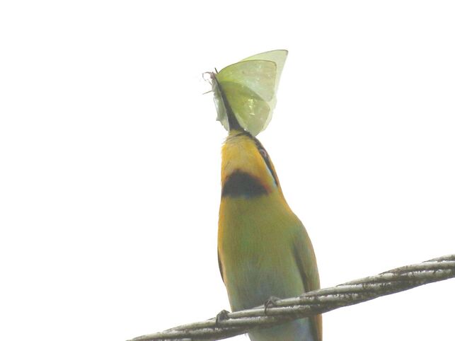 Nature Travel and Birding: Rainbow Bee Eater with Butterfly
