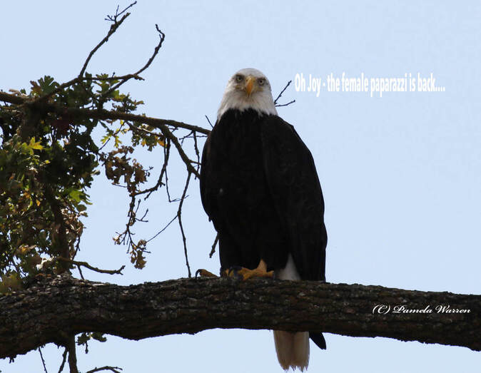 Nature travel and birding: What this Bald Eagle must be thinking