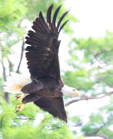 Nature Travel and birding: Bald Eagle over the Chickahominy River in Virginia