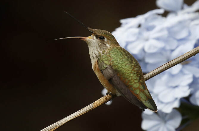 Birding: Allen's Hummingbird mouth agape in backyardPicture