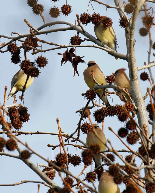 Nature's surprises: Enjoying a flock of berry-filled, satiated Cedar Waxwings