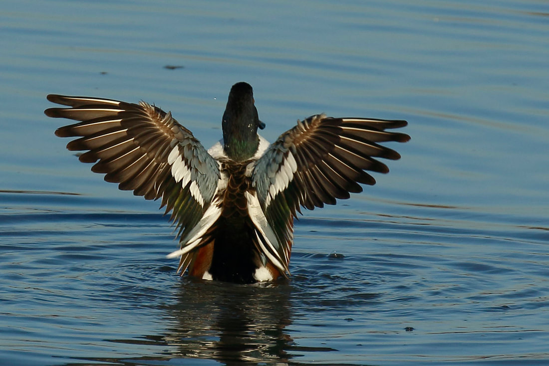 Nature Travel: This birdwatcher's new obsession - seeing Northern Shovelers beautiful wing beauty
