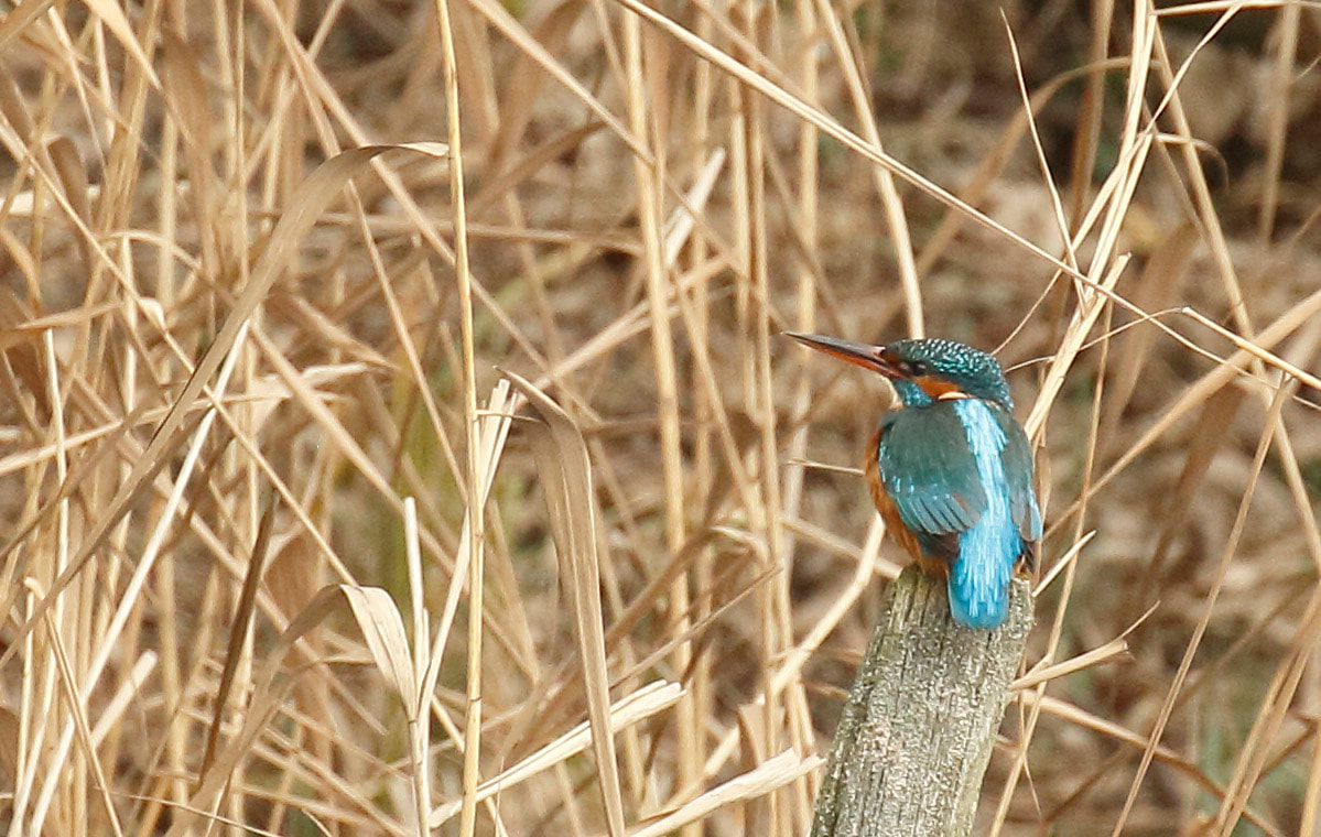 Nature Travel: Birding payoff with a Common Kingfisher I was thrilled to see at RSPB Rye Meads