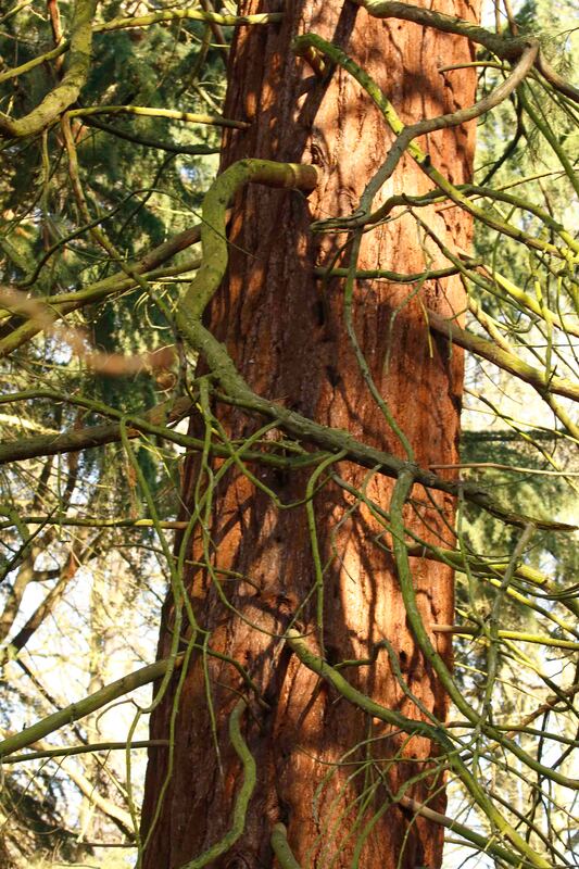 Nature Travel: An unexpected redwood in the UK - RSPB The Lodge