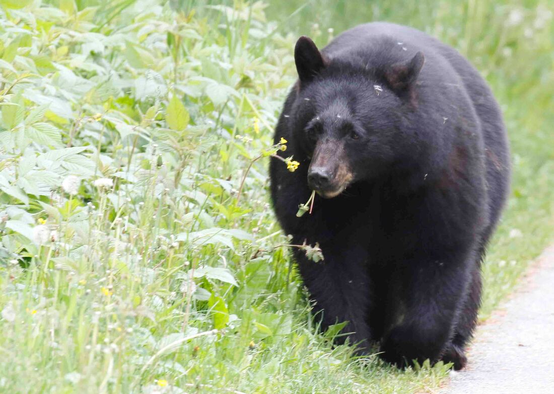 Nature Travel: Black bear with dandelion snack - Whistler, BC, Canada
