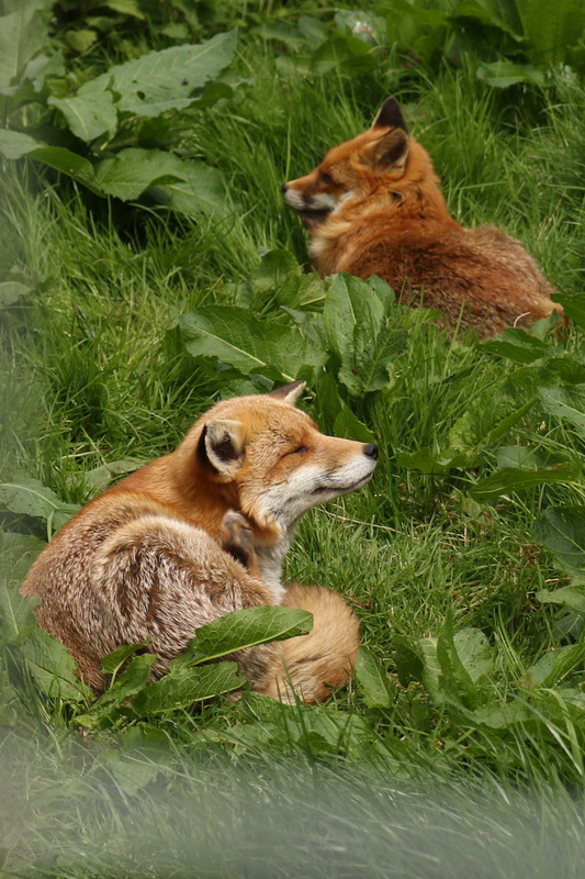 Nature Travel: Wildlife rehabilitation of orphaned foxes in the UK