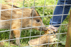 Nature travel: Wildlife rehabilitation of an orphaned boar