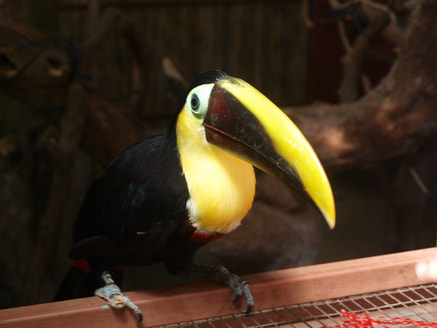 Nature Travel: Wildlife rehabilitation of a Choco toucan a 