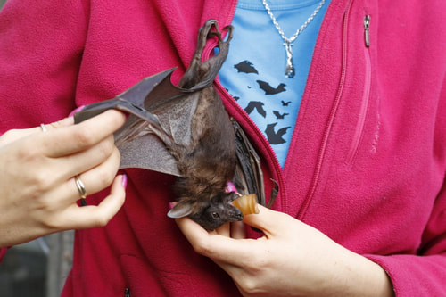 Nature Travel: Wildlife rehabilitation includes bats as well