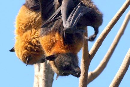 Nature Travel: Flying Fox Bats roost in tree, Sydney, Australia