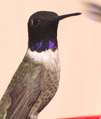 Backyard birding: Male Black-chinned Hummingbird at feeder