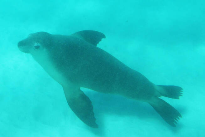 Nature Travel: An unforgettable day - Australian sea lions choose to swim with us in Western Australia