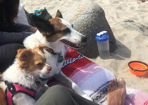 Dogs at picnic on beach