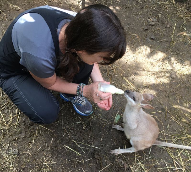 Feeding an orphaned Wallaby in wildlife care