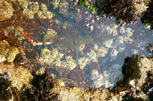 Nature lover's Valentine's gift: A day tidepooling is a perfect gift for a nature lover