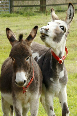 Nature Travel: A wonderful day with the donkeys at the Donkey Sanctuary, Sidmouth