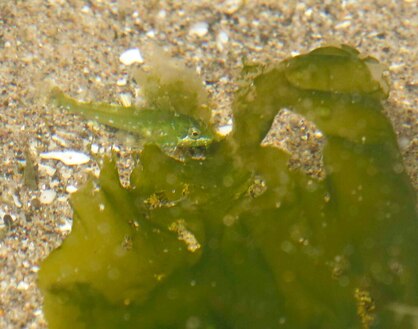 Nature Travel: Green fish in tidepool, Cannon Beach, OR