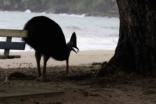 Nature Travel for Birding: A Southern Cassowary grabs a fruit snack on the beach