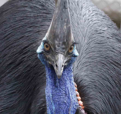 Natural Travel and Birding: The treasure of coming face to face with the soulful eyes of a Cassowary