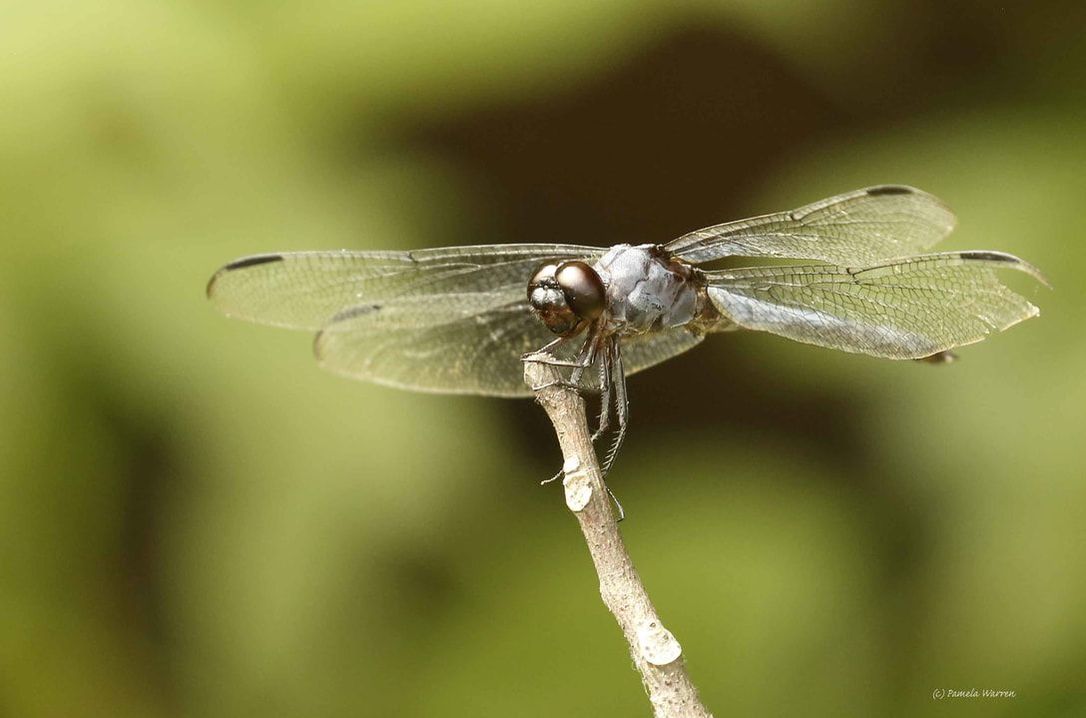 Nature Travel: An unanticipated dragonfly as 