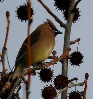 Nature is healing - I was grateful to be present to notice the Cedar Waxwing