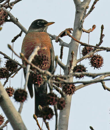 As a bird lover, I was grateful to be present to notice the flock of American Robins
