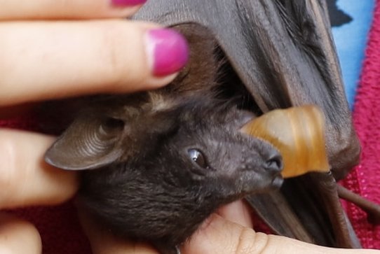 Nature Travel: Microbat joey being cared for at Tolga Bat Hospital Australia