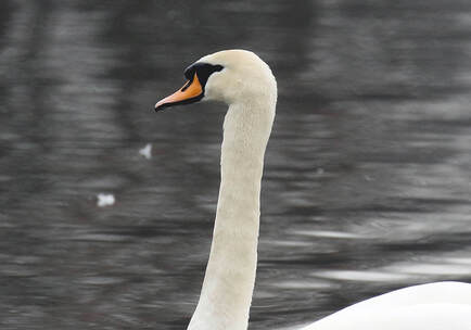 Nature Travel: Mute swan at RSPB Rye Meads