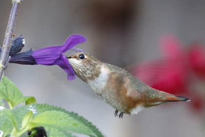 Birding: Allen's Hummingbird enjoying purple salvia