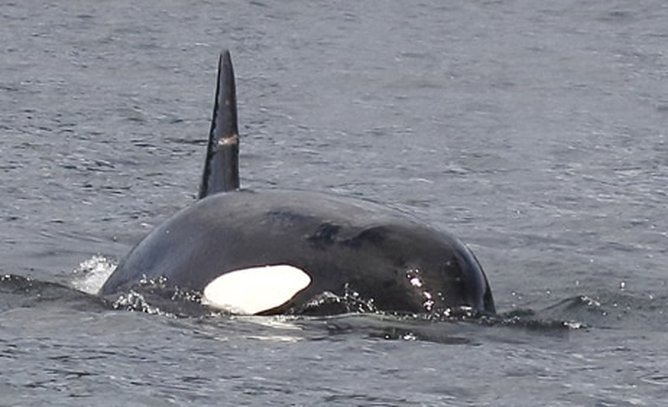 Nature Travel: Transient orca T137A off Vancouver, BC, Canada