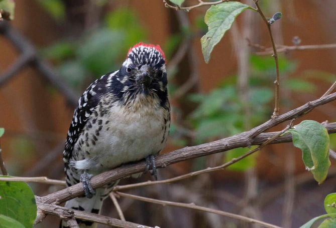 Birdwatching: Nuttall's Woodpecker sits in my potato plant