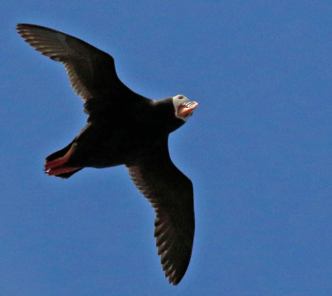 Nature Travel: Watching an overhead Tufted Puffin - Cannon Beach, OR
