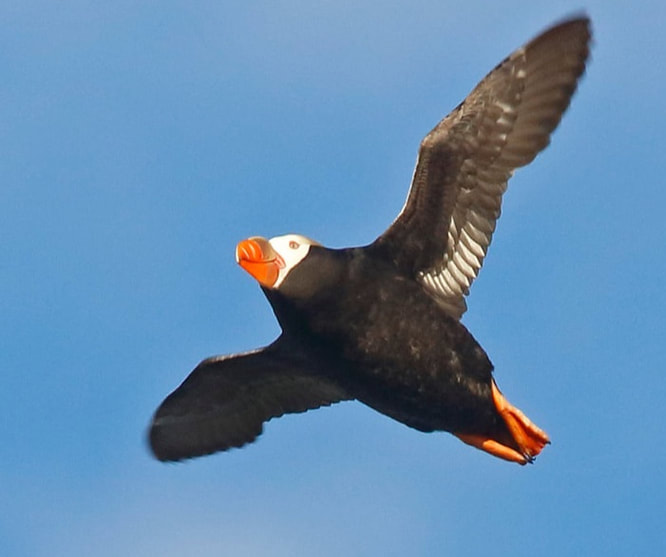 Nature Travel: Tufted Puffins - the reason I'm birding Cannon Beach