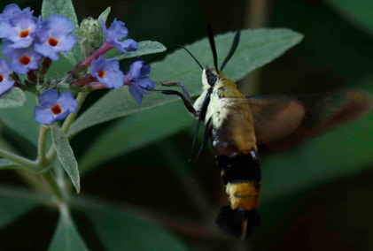 Insects in nature: Hummingbird Hawk Moth on Butterfly bush