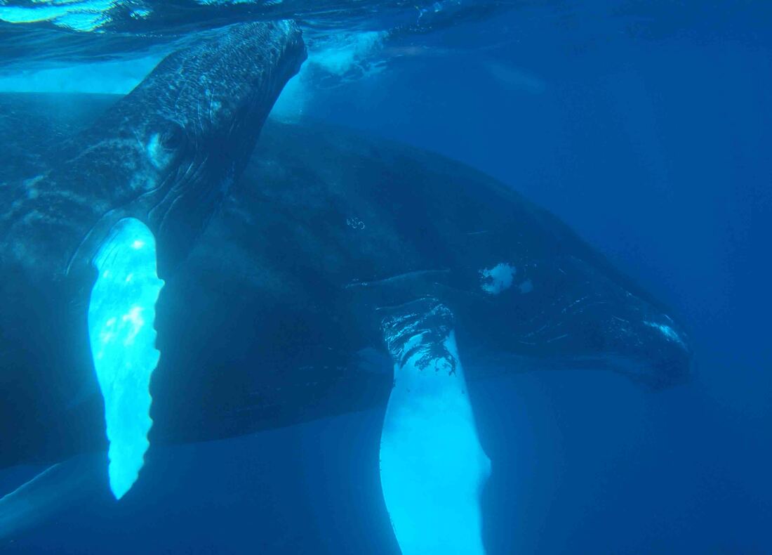 Nature Travel: My favorite experience - swimming with Humpback whales on the Silver Bank